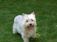 Immagine Westie
