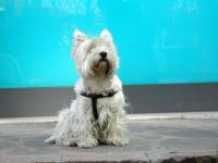 Immagine Westie