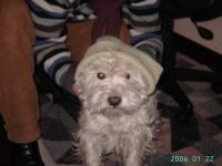 Immagine Westie