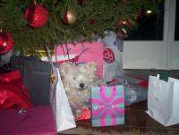Immagine Westie