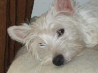 Immagine Westie