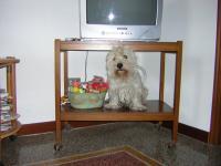 Immagine Westie