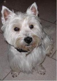 Immagine Westie
