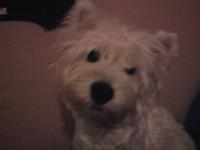 Immagine Westie