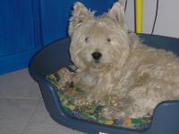 Immagine Westie