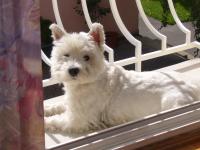 Immagine Westie