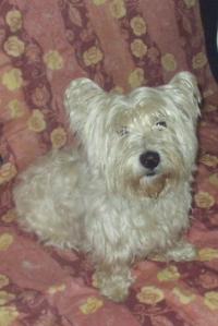 Immagine Westie