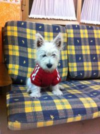 Immagine Westie