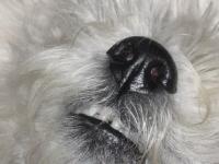Immagine Westie