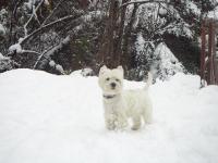 Immagine Westie