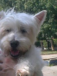 Immagine Westie