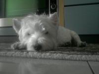 Immagine Westie