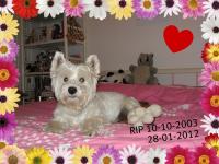 Immagine Westie