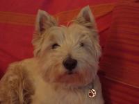 Immagine Westie