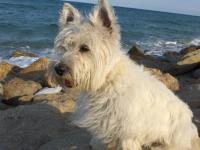 Immagine Westie