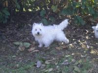 Immagine Westie