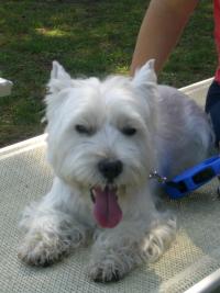 Immagine Westie