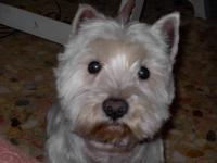 Immagine Westie
