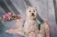 Immagine Westie