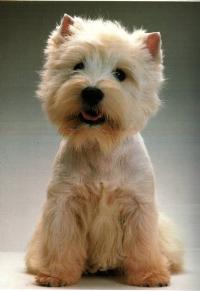 Immagine Westie