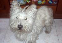 Immagine Westie