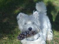 Immagine Westie
