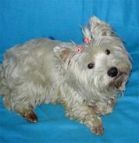 Immagine Westie