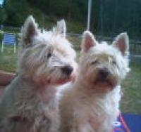 Immagine Westie
