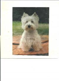 Immagine Westie