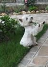 Immagine Westie