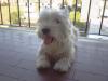 Immagine Westie