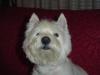 Immagine Westie