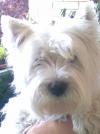 Immagine Westie