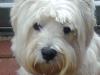 Immagine Westie