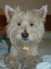Immagine Westie
