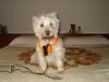 Immagine Westie