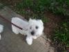 Immagine Westie