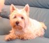 Immagine Westie