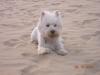 Immagine Westie