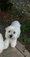 Immagine Westie