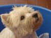 Immagine Westie