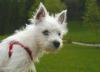 Immagine Westie