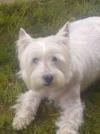 Immagine Westie