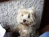 Immagine Westie