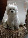 Immagine Westie