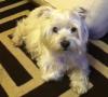 Immagine Westie