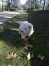 Immagine Westie