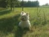 Immagine Westie
