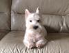 Immagine Westie