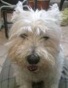 Immagine Westie